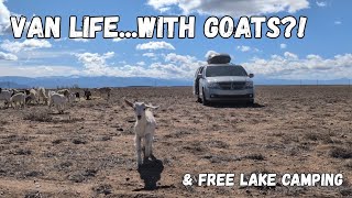 From Van Life with Goats to FREE Lakeside Camping | Battling Extreme Wind to Enjoy Warmth & Water