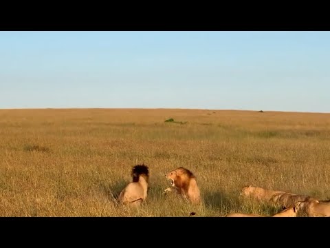 Male lion attacks an intruder only to realise its his brother