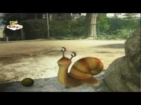 El Sr Caracol y Los Escarabajos