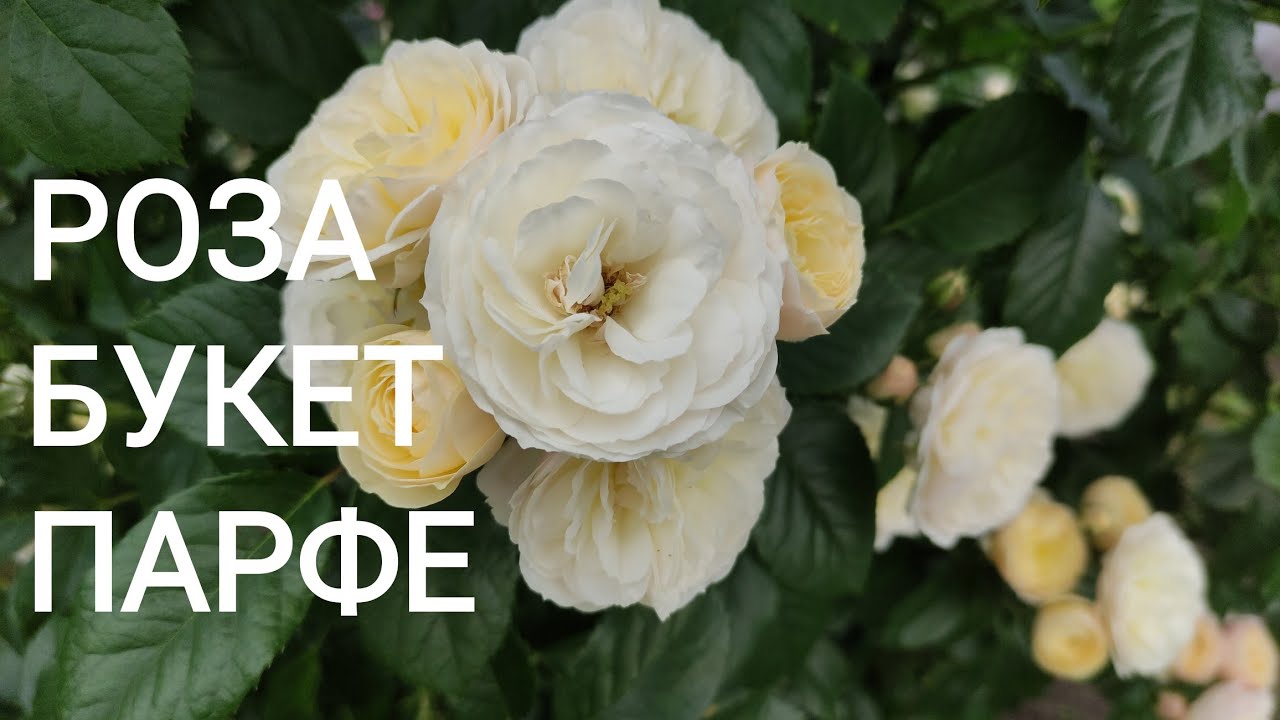 Роза Букет Парфе, обзор LENS, 1989