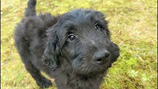 Video preview image #1 Goldendoodle Puppy For Sale in LONG BEACH, WA, USA