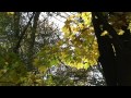 Осень.Рыжий лист кленовый 