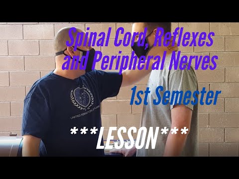 Spinal Cord, Reflexes and Peripheral Nerves :  Lesson, 1st Semester: Models, Histology, Reflexes