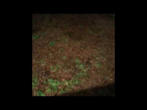 48. nadiak - Disfigured [20.03.2018]