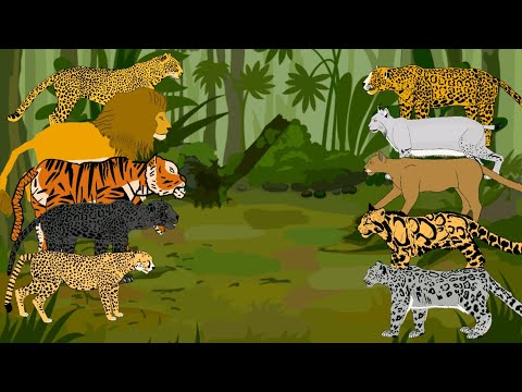 Big cats animation—all animation