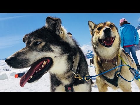 Juneau Helicopter Flight and Dogsledding Experience
