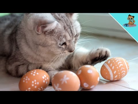 THIS Is What Happens When You Give Your Cat A Raw Egg ( BE SURE to try it)