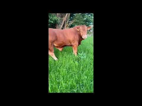 Limousin Bull - Image 2