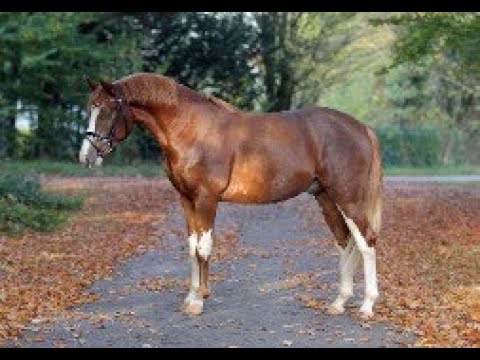 Melli's Dior - Reitponyhengst vom Fohlen bis zur Körung - 2020 - Da Vinci HS x Dornik B