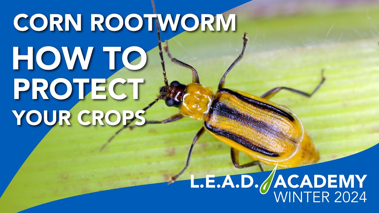 Tips to Control Corn Rootworm
