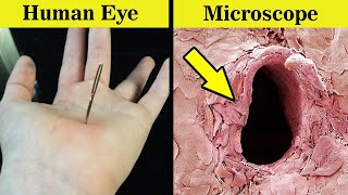 8 Things You Can See Only Under Microscope