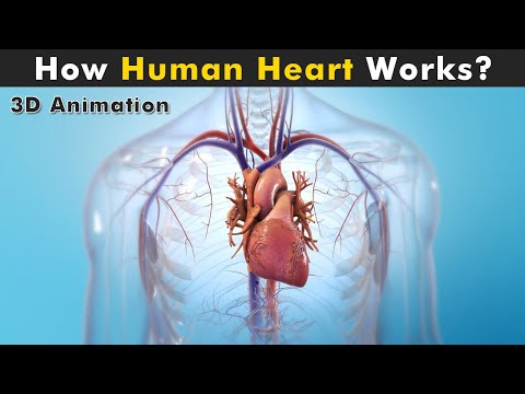 Human Heart Anatomy And Physiology | How Human Heart works? (3D Animation)