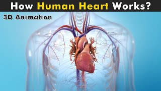 Human Heart Anatomy And Physiology | How Human Heart works? (3D Animation)
