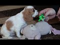 Cavalier King Charles Spaniel dogs for sale: Blaze - Video 1