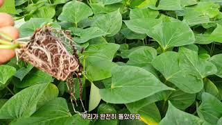 내년 고구마농사 준비,  한겨울 무성한 무병묘 모종하우스에서