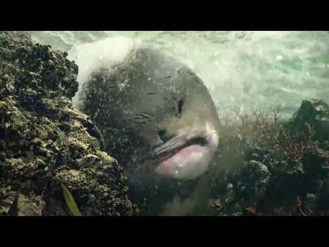 This is Computer Generated imagery Shark created using Houdini by Augus Zou