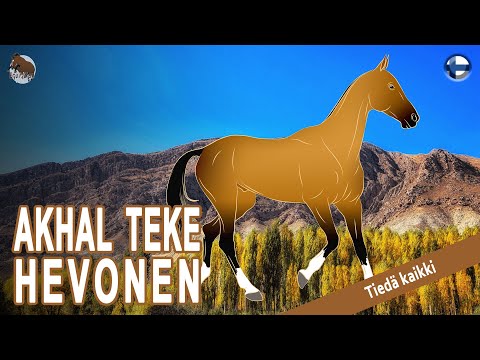 , title : 'AKHAL TEKE HEVONEN, hyvin vanha rotu polveutuu kuuluisista Turkmenistanin hevosista, HEVOSRODUT'