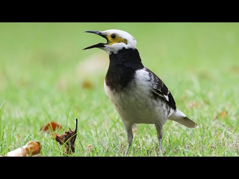 Škorec čiernogolierový (Gracupica nigricollis) — video o speve a chove