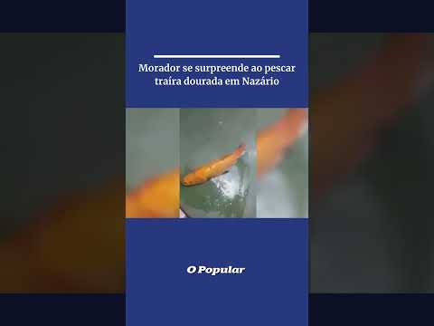 Morador se surpreende ao pescar traíra dourada em Nazário #opopular #goiás