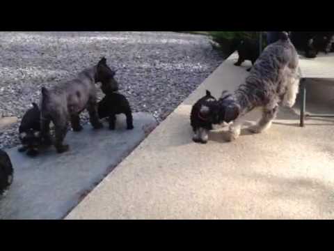 Kalisha/Finnigan puppies seven weeks old 9/26/16