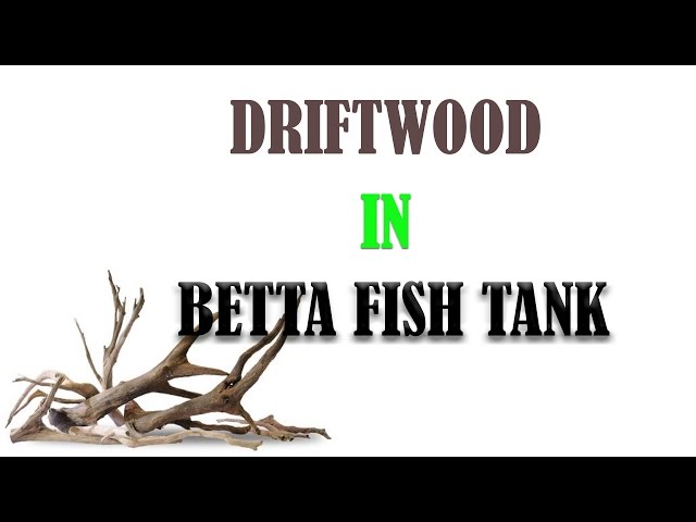 Driftwood in Betta Fish Tank