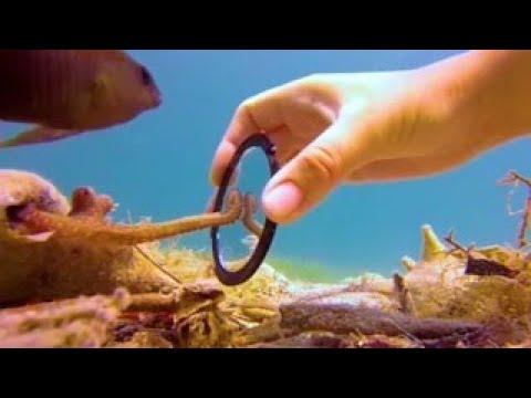 Tiny Octopus Gets Excited When His Human Visits