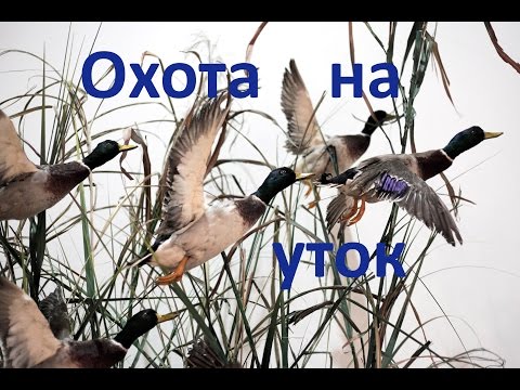 Охота на уток  №1.  Duck Hunting