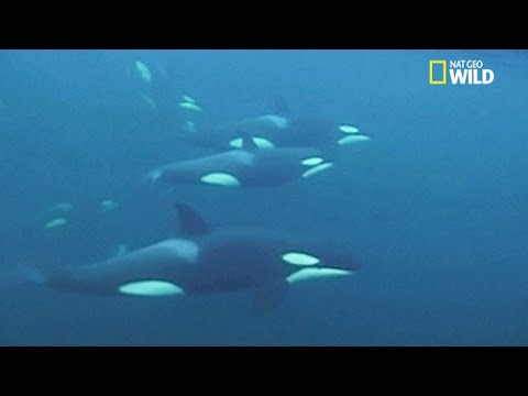 Vidéo Rare !! Des orques jouent avec un phoque avant de le tuer