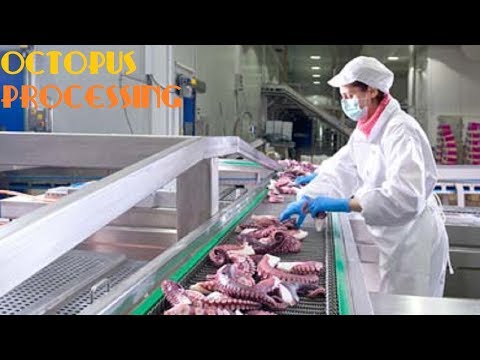 download lagu mp3 mp4 Octopus Factory, download lagu Octopus Factory gratis, unduh video klip Octopus Factory