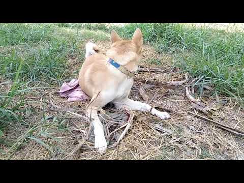 Dog activity at garden