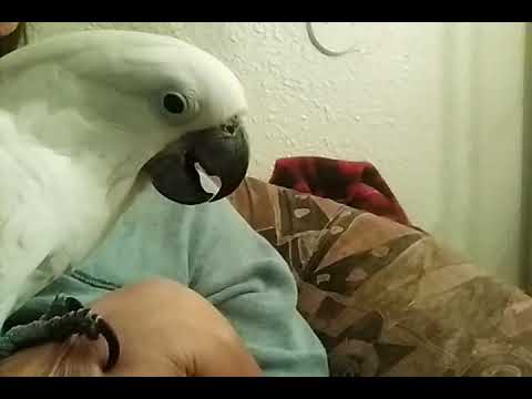 Mater the Cockatoo breeding season behaviors