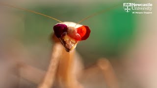 New 3D vision discovered in praying mantises