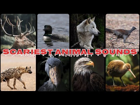 Nature’s Creepiest Voices – Scariest Animal Sounds