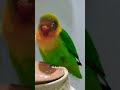 Cute colorful love bird rio relaxing on one leg💓💕🐦🤗😘#shorts #youtubeshorts