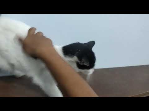 Tactical Cat Petting