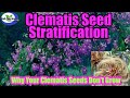 CLEMATIS PROPAGATION BY SEED Learn The Real Secret To Growing Clematis By Seed