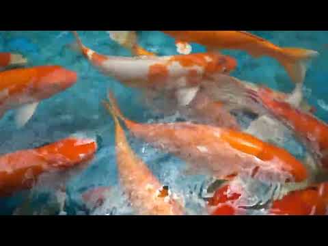 Beautiful Relaxing Music Deep Sleeping with Japanese Koi Carp, Zen, Meditation
