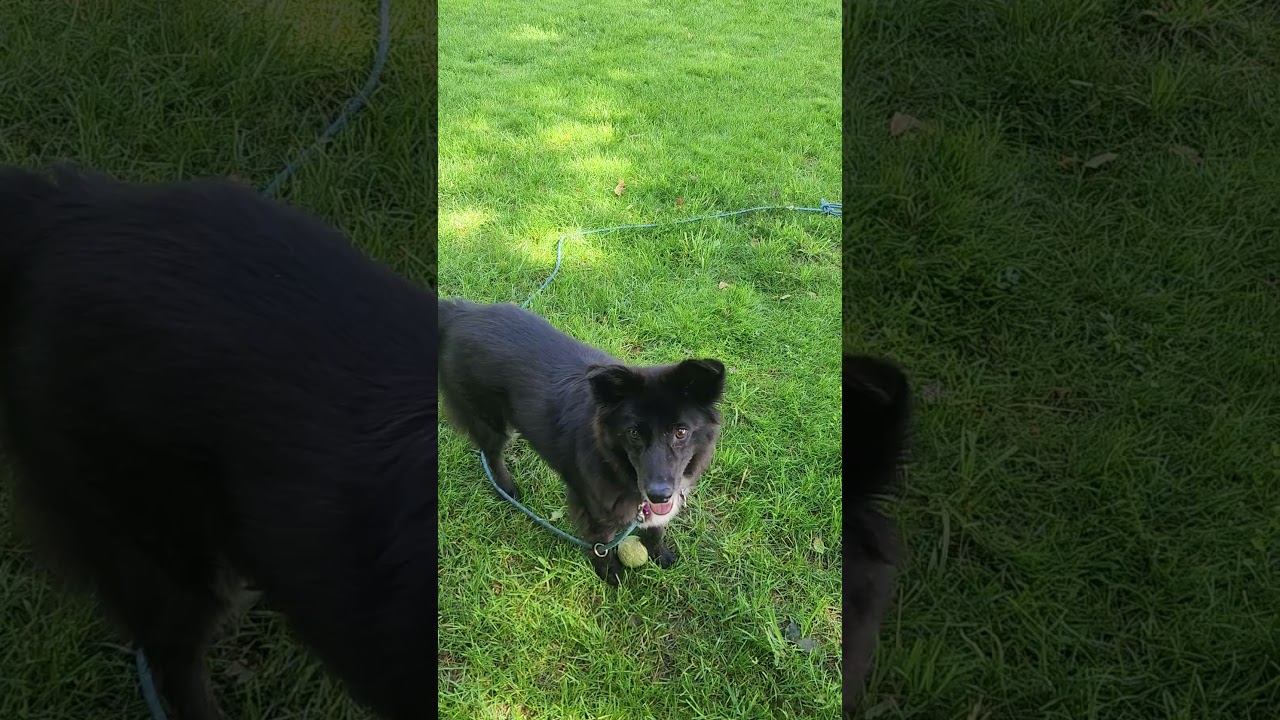 Cupcake, a ADOPTABLE mixed breed in Minneapolis, MN video 6/6