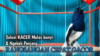 Download lagu suara BURUNG kacer GACOR ngeplong KONSLET Tarung ini Paling Ampuh buat PANCINGAN KACER agar EMOSI mp3 Download lagu suara BURUNG kacer GACOR ngeplong KONSLET Tarung ini Paling Ampuh buat PANCINGAN KACER agar EMOSI mp3