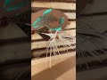 Video Thumbnail for Insane Top Water Spinner Lure  Catch Anything