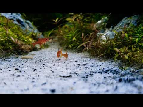 Ember tetra spawning behavior(?)  Tétras-amande qui s'accouplent(?)