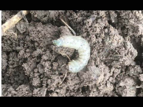 Biodiversität: Erdraupen fressen Raps auf