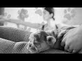 Is Puppy Yoga Ethical The Dark Side Of A Growing Wellness Trend ITV News