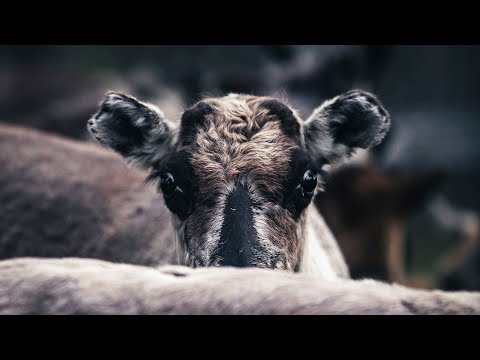 Baby reindeer marking in Kalix Swedish Lapland