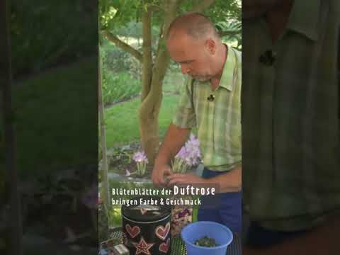 Tee aus dem eigenen Garten