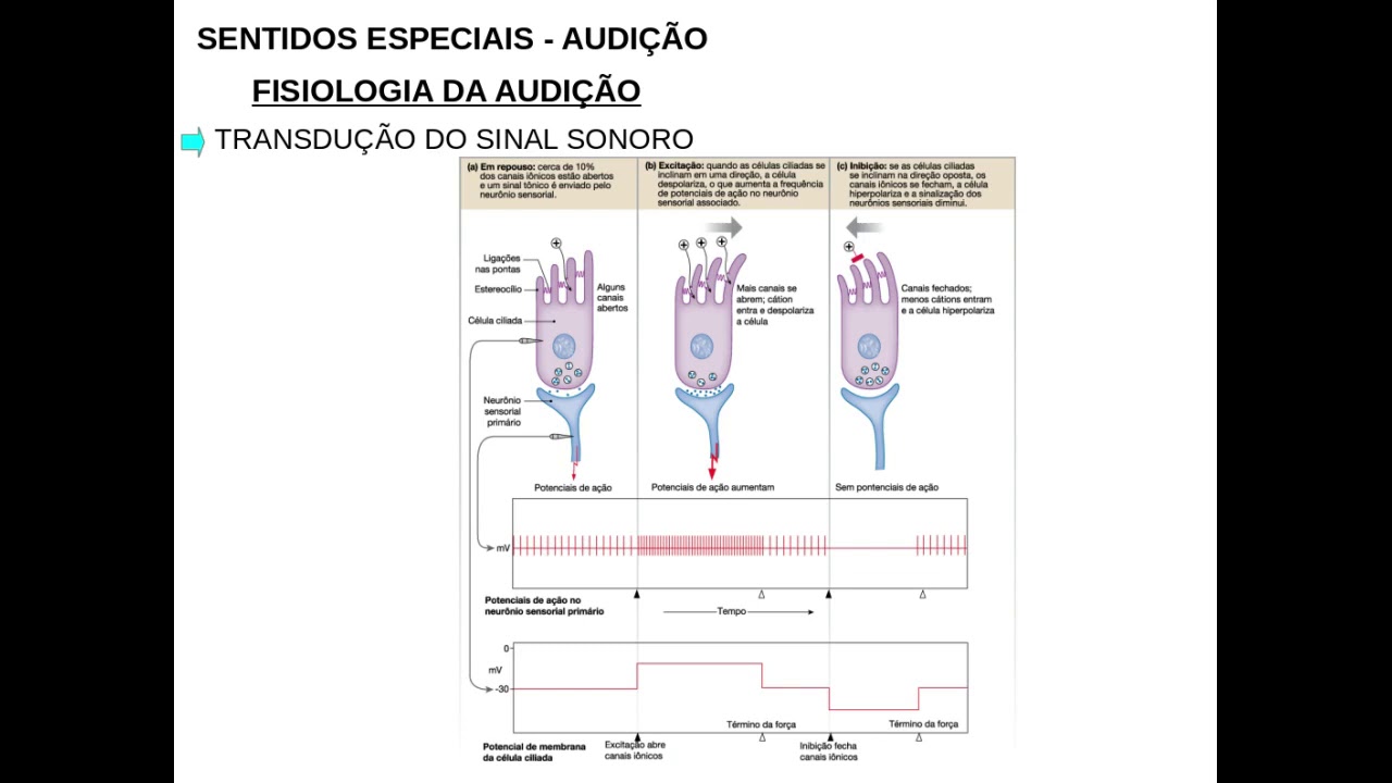 Audição Parte 2 e Equilíbrio