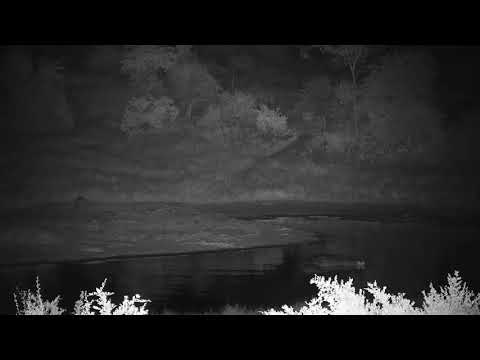 Djuma: Lone Hyena walks through - 02:13 - 04/16/19