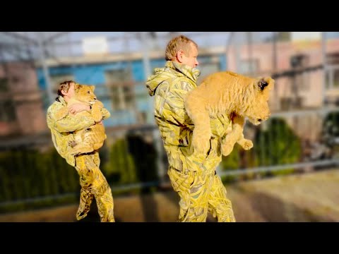 Львята асада и шерхан сегодня. Несчастный случай в парке тайган. Львята асада и шерхан сегодня. Тайгана помощник депутата. Львята асада и шерхан сегодня.