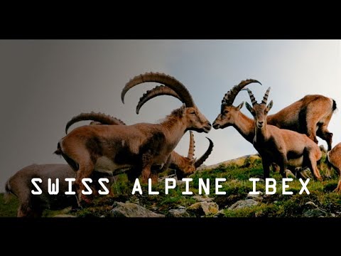 Swiss alpine ibex in slow motion: among the high peaks of the Swiss Alps with tender cubs.