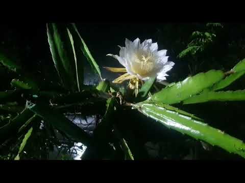 Ludhi Garden 2024 - 2 - Mathiura - Beanibazar - Commentary by Abdul Alim Ludhi